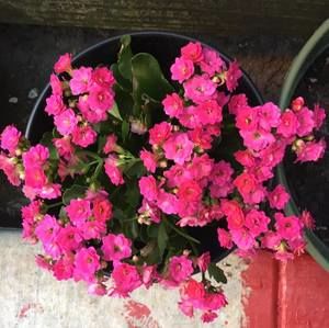 Meet your Posher, Aissha